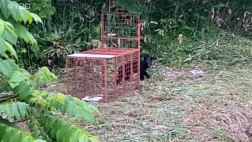 サクランボを食べに再びクマ現る…園地所有者がカメラで撮影「実がなくなる…」悲鳴