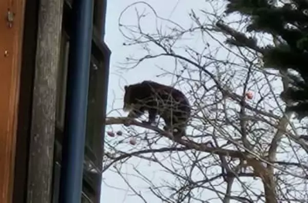 米沢市の住宅近くに体長約85センチのクマ　緊急銃猟で駆除