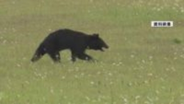 市街地でクマ目撃相次ぐ 今年度初のクマ出没注意報を発表  上山では住宅敷地内で確認　鶴岡や天童でも