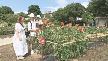 650品種10万本のダリアの生育は順調　「川西ダリヤ園」今シーズンの営業開始　山形県川西町