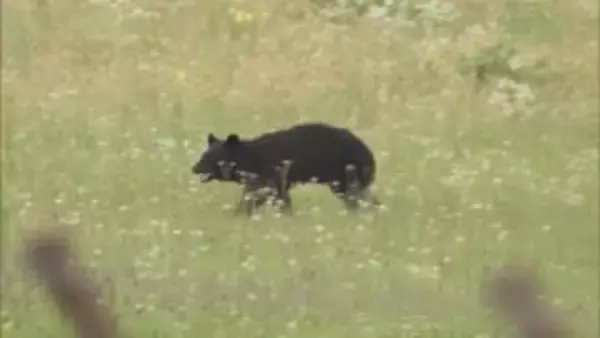2月に市街地に出没したクマに始まり空港・小学校・旅館に次々と　山形県内の異常事態を振り返る