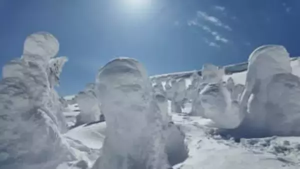 温暖化で蔵王山頂の気温上昇続く 樹氷の基盤となるアオモリトドマツの生育が難しく今世紀末に消滅の恐れ