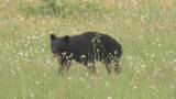 「山形県内でクマ目撃　4月は114件で過去水準超え 春の到来早まり行動変化 農作業や入山時の対策は」の画像1