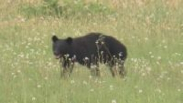 山形県内でクマ目撃　4月は114件で過去水準超え 春の到来早まり行動変化 農作業や入山時の対策は