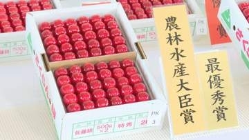 「いずれもレベルが高い」佐藤錦の品評会開催 山形駅で販売も開始 高品質競う36点出品