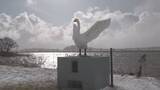 「酒田市スワンパークの白鳥像「飛翔」 豪雨災害から1年半ぶりに復活、24日に完成式」の画像1