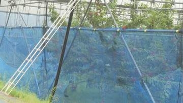 早朝のサクランボ収穫で労災事故 脚立から落下し男性重傷 寒河江市