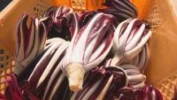 冬のイタリア野菜の出荷　河北町で本格化　「トレビーゾ・タルティーボ」の味とは
