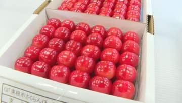 「東根さくらんぼ」過去最高に並ぶ150万円で落札　品評会で最優秀のサクランボ「佐藤錦」