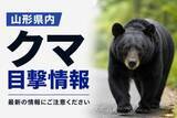 「【真室川・鮭川】3日クマ2頭を目撃　東根市ではニホンジカ　山形市ではイノシシも」の画像1