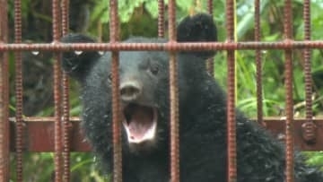 山形県内の10月のクマ目撃件数750件　去年の150倍　専門家「12月以降も街中に出没する可能性」