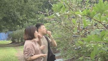 「おいしい」台湾からの観光客も満喫 鶴岡のブルーベリー園が最盛期迎え20種類が食べ頃