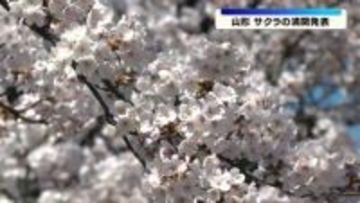山形地方気象台が4月6日に敷地内のソメイヨシノが満開になったと発表　平年より12日　去年より8日早い