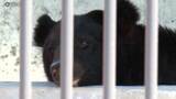 「県内で保護されたツキノワグマの一般公開　河北町の児童動物園で始まる　愛称も募集中」の画像1