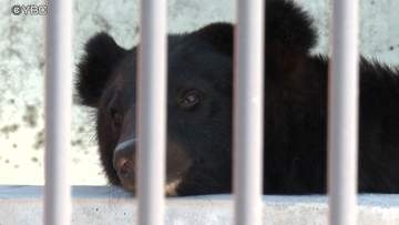 県内で保護されたツキノワグマの一般公開　河北町の児童動物園で始まる　愛称も募集中