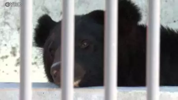 県内で保護されたツキノワグマの一般公開　河北町の児童動物園で始まる　愛称も募集中