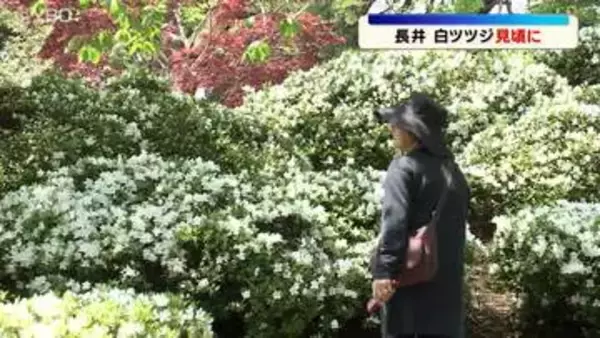 初夏の花「白ツツジ」が見ごろ(山形・長井市)