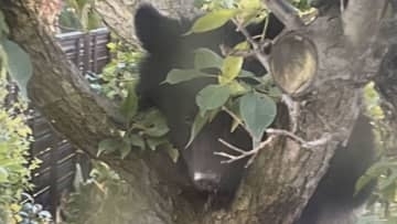 鶴岡市の住宅敷地内にクマが一時居座る　新庄市では女性がけが　山形県内のクマによる人身被害は過去最多11件に