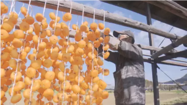 立冬　山形県内は平年より暖かい朝　上山市では特産の干し柿づくりピーク