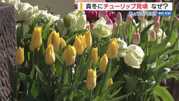「この時期にビックリ」 約300本のチューリップが見ごろ 真冬に花を咲かせる理由は… 山梨