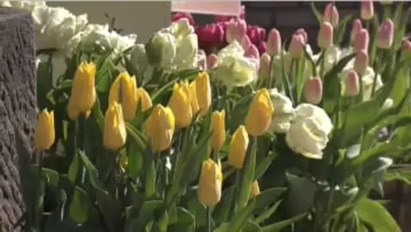 「この時期にビックリ」 約300本のチューリップが見ごろ 真冬に花を咲かせる理由は… 山梨