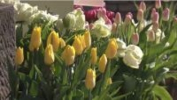 「この時期にビックリ」 約300本のチューリップが見ごろ 真冬に花を咲かせる理由は… 山梨