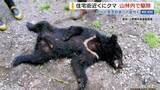「「緊急銃猟もよぎった」住宅街近くにクマ出没 逃げた山林で駆除 県内で今季初 山梨」の画像1
