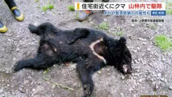 「緊急銃猟もよぎった」住宅街近くにクマ出没 逃げた山林で駆除 県内で今季初 山梨