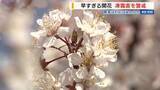 「“暖冬”でスモモが2週間早く開花 受粉作業を前倒し 農家は凍霜害にやきもき 山梨」の画像1