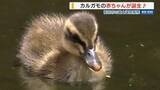 「「毛がふわふわでかわいい」カルガモのヒナ6羽が誕生！病院の中庭で患者ら魅了 山梨」の画像1