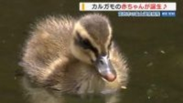「毛がふわふわでかわいい」カルガモのヒナ6羽が誕生！病院の中庭で患者ら魅了 山梨