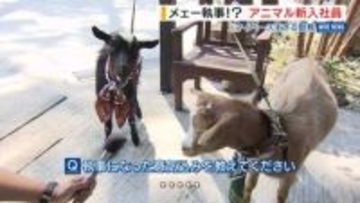 “アニマル新入社員” 執事に2頭の「ヤギ」が就任 マイペースすぎる勤務… 山梨