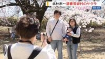 地を這う龍のようなサクラも…清春芸術村でソメイヨシノ満開 100年前に植樹 山梨