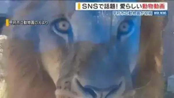 200万回再生も！“動物動画”が話題「生態知って」休園中の動物園が一日一投稿 山梨