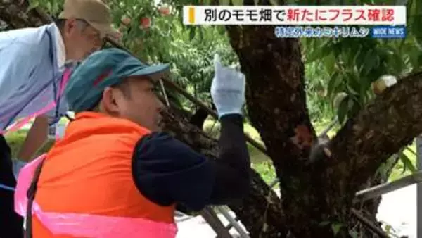 モモ畑で新たに「フラス」確認 “外来カミキリ”防除へ農家「収穫も消毒も…大変」山梨