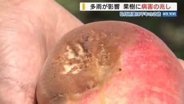 「こればっかりは…痛い」6月雨量は平年の2倍 多雨で収穫期の果樹に病害の兆し 山梨