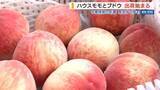 「「最高の出来！」モモにブドウ…ハウス果樹の出荷始まる 中東情勢の影響懸念も 山梨」の画像1