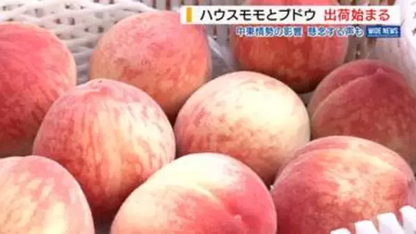 「最高の出来！」モモにブドウ…ハウス果樹の出荷始まる 中東情勢の影響懸念も 山梨
