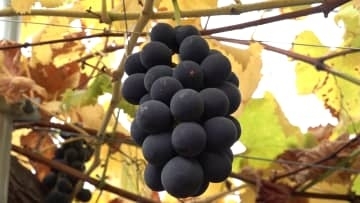 「こがらしぶどう」出荷始まる 栽培時期遅らせ希少価値 猛暑に懸念も…出来は上々 山梨