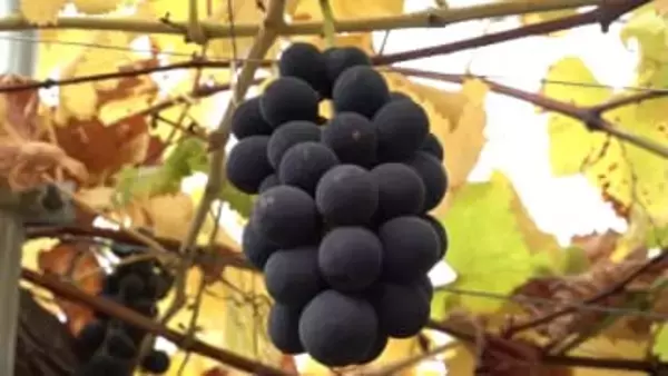 「こがらしぶどう」出荷始まる 栽培時期遅らせ希少価値 猛暑に懸念も…出来は上々 山梨