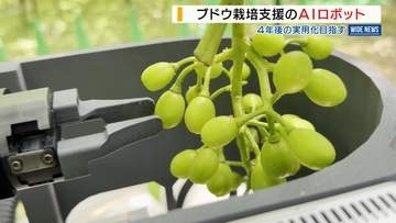「4年後の実用化目指す」ブドウ栽培支援ロボットが実演 AIが判断し“摘粒” 山梨