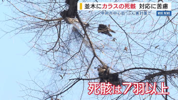 「当然、不衛生です」 市街地の並木にカラスの死骸 ふん害対策のネットにからまる 行政は対応に苦慮 山梨・甲府市