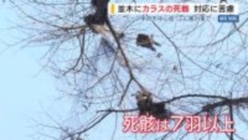 「当然、不衛生です」 市街地の並木にカラスの死骸 ふん害対策のネットにからまる 行政は対応に苦慮 山梨・甲府市
