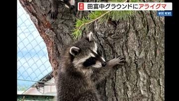 中学校グラウンドにアライグマ3頭 生徒が発見 木に登ったまま捕獲には至らず 山梨