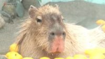 温泉カピバラ　冬至を前にゆず湯でぽかぽか