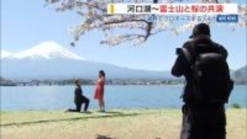 富士山と共演！河口湖畔で桜300本が見頃 絶景を前にプロポーズも！結果は…山梨