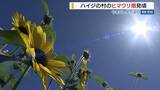 「ヒマワリ約5万輪が見ごろ  「さらにきれいになる」 “ハイジの村”は夏の景色  山梨」の画像1