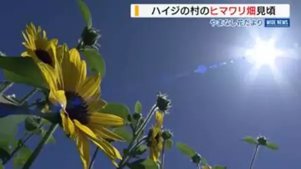ヒマワリ約5万輪が見ごろ  「さらにきれいになる」 “ハイジの村”は夏の景色  山梨