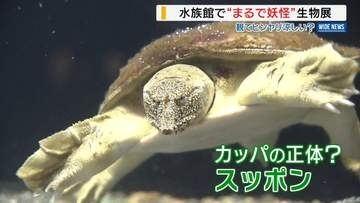 カッパにのっぺらぼう⁉まるで“妖怪”な水中生物を展示 水族館で「百鬼夜行展」山梨