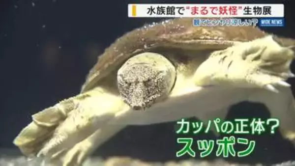 カッパにのっぺらぼう⁉まるで“妖怪”な水中生物を展示 水族館で「百鬼夜行展」山梨